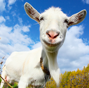تحميل لعبة goat simulator بحجم صغير للكمبيوتر مجانا